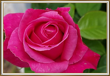LOVELY ROSE, NATURE, ROSE, LOVELY HD wallpaper