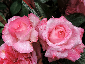 ROSES WITH RAINDROPS, PRETTY, ROSES, , RAINDROPS HD wallpaper
