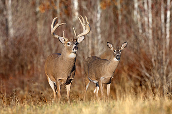 Elegant deer, Nature's beauty, Graceful creature, Wildlife wonder HD wallpaper