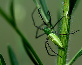 I Can't Help I Look Different, spider, stem, green, legs HD wallpaper