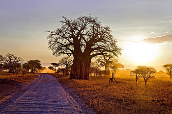 Baobab Tree, baobab, trees, nature HD wallpaper