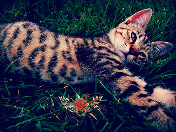 Kitten, animal, cute, cat HD wallpaper