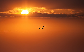 Animals, Birds, Sunset HD wallpaper