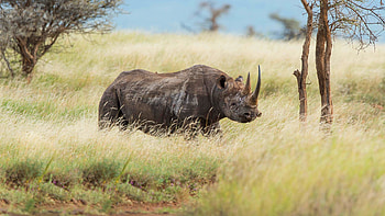 The southern black, Rhino HD wallpaper