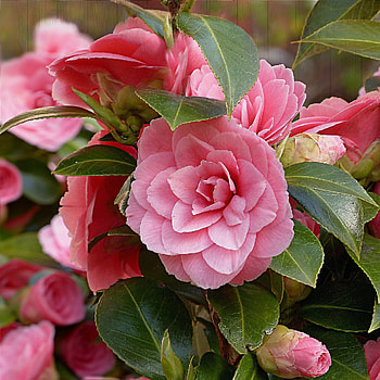 Camellia flowers, Lush green leaves, Floral garden, Bloom season HD phone wallpaper