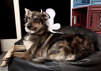 Animals, To Lie Down, Lie, Dog, Armchair, Large, Big HD wallpaper