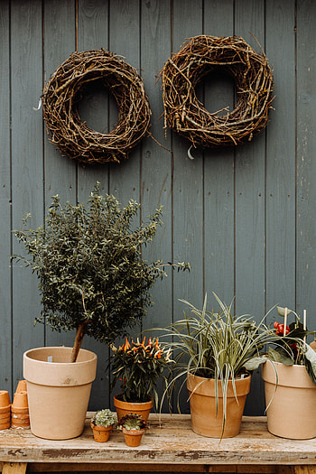 Plants, Flowers, Decorative, Pots HD phone wallpaper