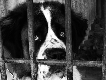 sad, animal, dog, white, black HD wallpaper