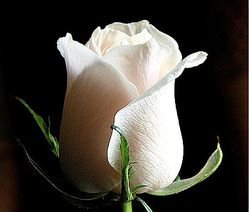 White rose for my friend RositaRosita, rose, valentines, white, flower HD wallpaper