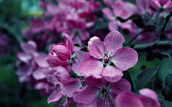Plants, Flowers, Violet HD wallpaper