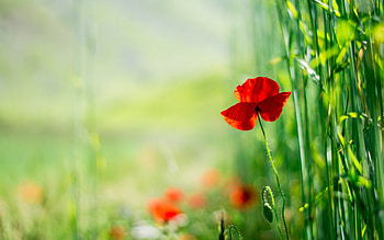 Poppy, , Nature's art, Vibrant beauty HD wallpaper