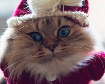 Cute Cat, animal, cute, cat, pet HD wallpaper