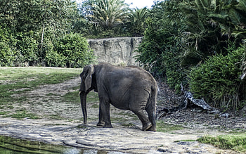Animals, Trees, Stroll, Large, Big, Elephant HD wallpaper