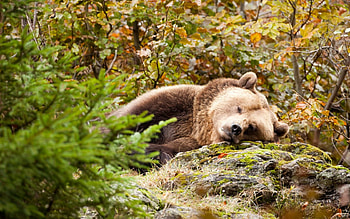 Animals, Grass, Brown, Bear, Sleeps, Asleep HD wallpaper