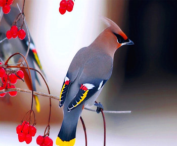 Fancy Feathers, colorful, black, feathers, grey, bird, berries, orange, branch, vivid, bright, yellow, red HD wallpaper