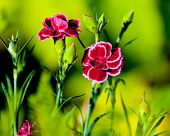 carnation, pink, spring, flower HD wallpaper