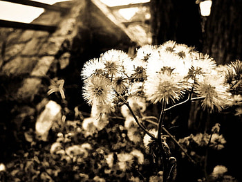 YESTERYEARS DANDELIONS, weeds, pretty, black and white, beautiful, flowers, , dandelions, macro HD wallpaper