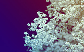 Plants, Flowers HD wallpaper