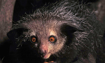 Quest for the Aye Aye, Exploring Masoala, Undiscovered rainforest tours, Biodiversity adventure HD wallpaper
