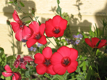 Flowers, Close-Up, Greens, Flower Bed, Flowerbed, Shadow HD wallpaper