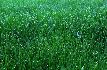 Nature, Grass, Drops, Macro, Dew HD wallpaper