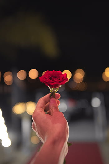 A hand holds a red rose against a bokeh night background, symbolizing romance and elegance. HD phone wallpaper