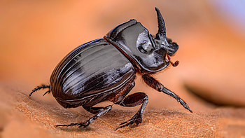 Beetle, Rhinoceros beetle , Insect HD wallpaper