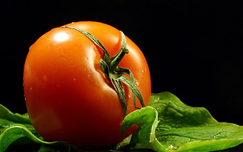 Food, Drops, Branches, Tomato HD wallpaper