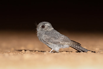 Australian owlet-nightjar (Aegotheles cristatus) - Mount Hope, New South Wales, Australia, Animal, Nightjar HD wallpaper