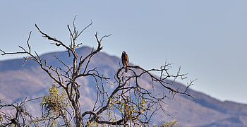 Animals, Mountains, Bush, Bird, Branches, Predator, Kite HD wallpaper