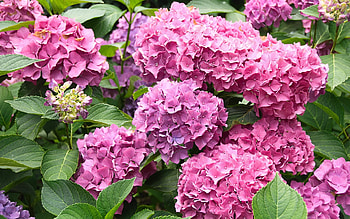 Hydrangeas, pink, flowers, plants HD wallpaper