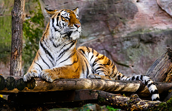 Animals, To Lie Down, Lie, Predator, Big Cat, Tiger HD wallpaper