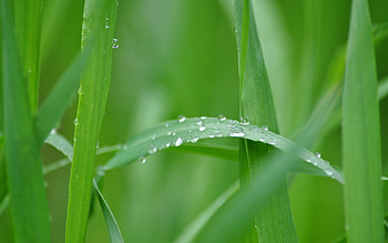Nature, Grass, Summer, Drops, Macro, Greens, Vista HD wallpaper