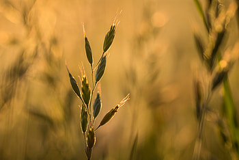 Nature, Grass, Plant, Macro, Ear HD wallpaper