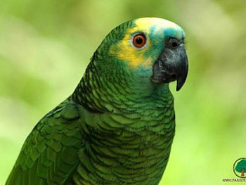 adi, birds, animals HD wallpaper