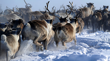 Herd, Caribou HD wallpaper