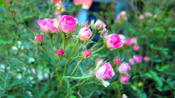 Pretty roses, pink, roses, lovely, pretty HD wallpaper