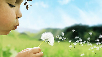 Child Girl Blowing Dandelion (Taraxacum) Flower thumb HD wallpaper