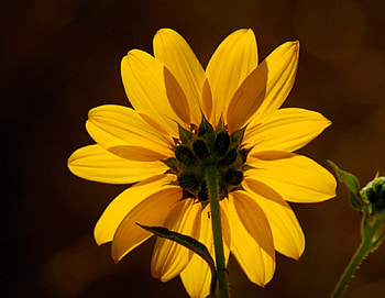 at the sun, sun, yellow, flower HD wallpaper