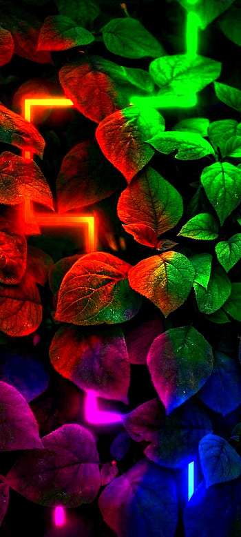 Nature, color, leaves HD phone wallpaper