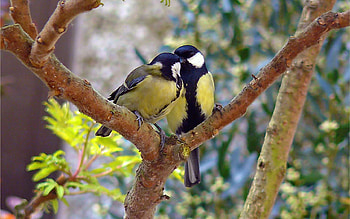 Pair Bonding, tit, great, male, female HD wallpaper