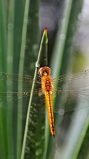 Globe skimmer, Dragonflies HD phone wallpaper