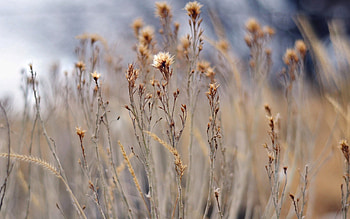 Grass, Plant, Macro, Field HD wallpaper