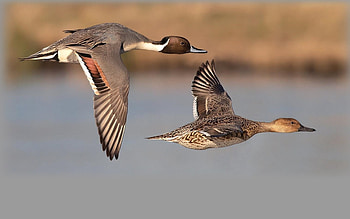 Pintail Ducks, flight, wings, ducks, birds HD wallpaper