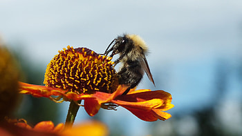 Orange flower, Bee's paradise, Animal , Nature's visitor HD wallpaper