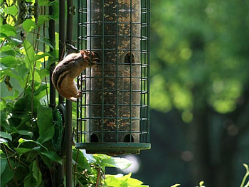 Pretty Bird...I Mean Chipmunk?, birdseed, feeder, chipmunk, tree HD wallpaper
