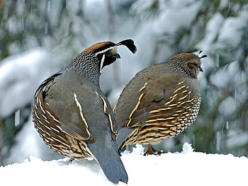 Beautiful Birds, cool, beautiful, birds HD wallpaper