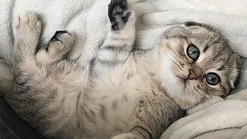 Grey Eyes Black White Fur Cat Kitten Is Lying Down On White Cloth Kitten HD wallpaper