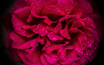 Red Rose, rose, water drops, red, macro HD wallpaper