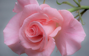 Plants, Flowers, Roses HD wallpaper